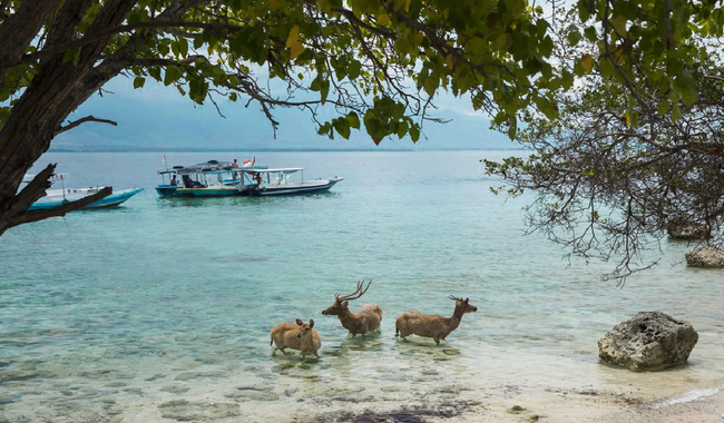 West Bali National Park